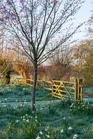Wooden gate leading from formal lawn into meadow area with Prunus sargentii and naturalised bulbs.