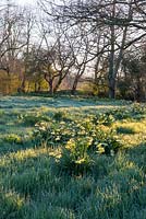 Sunrise over Narcissus naturalised in grass, an old English variety probably crossed with pseudonarcissus.