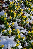 Eranthis hyemalis AGM. Winter aconites with snow in January.