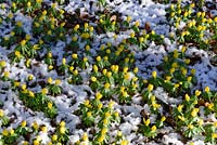 Eranthis hyemalis AGM. Winter aconites with snow in January