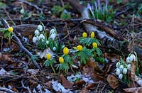 Eranthis hyemalis AGM. Winter aconites and Galanthus - snowdrops  with snow in January