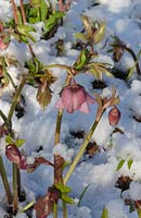 Helleborus orientalis - Hellebores in the snow in January.