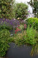 Roof terrace with perennials and annuals in large raised containers, forming a natural screen for privacy. Planting includes Pittosporum tobira Nanum, Juncus maritimus, Pink Bedding Geraniums, Olea europaea, Geum Totally Tangerine, Erigeron karvinskianus.