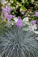 Festuca glauca Intense Blue and Scabiosa columbaria Butterfly Blue in a container.