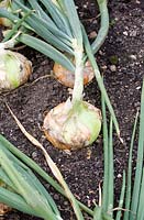 Allium cepa - Onion 'Senshyu yellow'