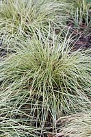 Carex oshimensis 'Evergold' grass - RHS AGM 