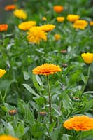 Calendula officinalis 'Art Shades' Mixed- English Marigold - June