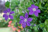 Clematis 'Wisley' in July.