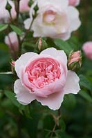 Rosa Wisley 2008 'Ausbreeze' - shrub rose in July.