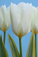 Tulipa 'Purissima Blonde', Tulip Fosteriana Group in April.