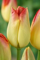 Tulipa  'Suncatcher', Tulip Triumph Group in April.