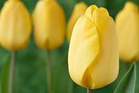 Tulipa  'Golden Oxford',  Tulip  Darwin Hybrid Group in April.