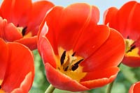 Tulipa 'Verandi', Tulip Triumph Group in April.