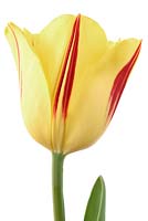 Tulipa  'Washington',  Tulip Triumph Group in April.