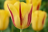 Tulipa  'Washington',  Tulip  Triumph Group in April.