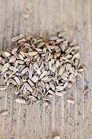 Fennel 'Florence' - Foeniculum vulgare seeds, Cape Town, South Africa
