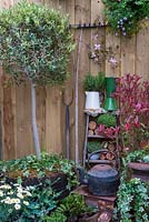 Standard Olive Tree with selection of plants in pots, stepladder shelf and old garden tools