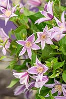 Clematis 'Amazing Star River'