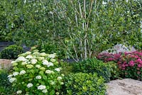 Betula utilis underplanted with Hydrangea arborescens 'Strong Annabelle', Pittosporum tobira 'Nana' and Hydrangea arborescens 'Ruby' - The Smart Meter Garden, RHS Hampton Court Palace Flower Festival 2019