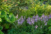 Large glossy leaves of Farfugium japonicum 'Giganteum' with purple flowering Hosta 'Devon Green' - The Smart Meter Garden, RHS Hampton Court Palace Flower Festival 2019