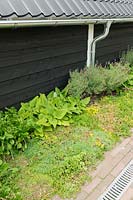 Black painted wooden wall with Sedum, Lavendula and Verbascum planted in front.