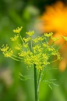 Anethum graveolens - Dill - in flower