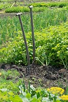 Pitchforks with T-shaped handles in front of rows of vegetables