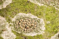 Caloplaca - Crustose Lichen on Sorbus - Rowan - tree trunk