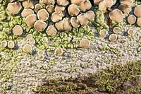 Caloplaca - Crustose Lichen - on Sorbus - Rowan - tree trunk