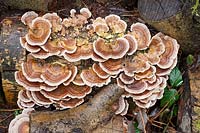Trametes versicolor - Turkeytail Bracket Fungus - on logs