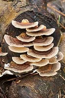 Trametes versicolor - Turkeytail Bracket Fungus - on a log