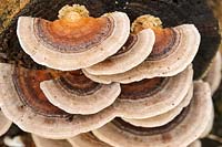 Trametes versicolor - Turkeytail Bracket Fungus 