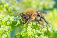 Andrena scotica - Chocolate Mining Bee  - foraging on Angelica flowers