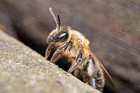 Andrena scotica - Chocolate Mining Bee  - leaving nest under garden decking