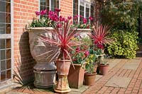 Display of planted containers, raised up for added height, by a house wall. Plants include Cordyline 'Charlie Boy' and Tulipa - Tulip