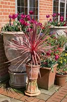 Side view of a container display showing pots raised up for added height. Planting includes Cordyline 'Charlie Boy' with display of bulbs including Tulipa - Tulip