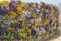 Viola planted vertically to create a living flower wall or screen
