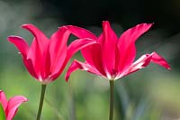 Tulipa 'Doll's Minuet' - Tulip