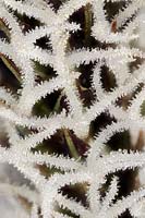 Carex acutiformis - Lesser Pond Sedge - female flowers with stigmas