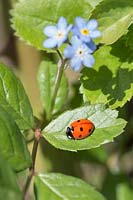 Coccinella septempunctata - Seven-spot Ladybird on a 
Myosotis - Forget-me-not 
