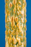 Puccinia allii - Leek Rust - pustules on Allium leaves