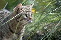 Tabby cat hunting in garden