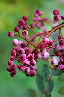 Sorbus hupehensis 'Rosea' berries