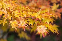 Acer palmatum 'Sango Kaku' - Coral Bark Maple