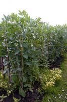 Rows of broad beans supported by canes and twine