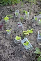 Cut off plastic bottles used as mini cloches for young lettuce plants