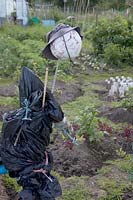 A scarecrow at an allotment