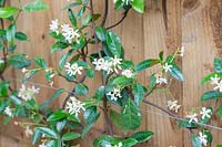 Trachelospermum jasminoides - Star jasmine growing on wires fixed to wooden fencing