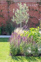 Mixed planting in narrow border including Olive tree, Salvia and Stipa.