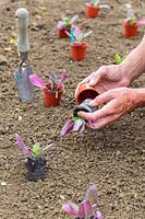 Woman removing pot from young Hesperis plants prior to planting